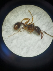 Aphaenogaster subterranea