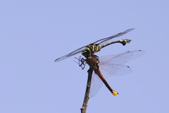 Ictinogomphus rapax