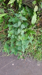 Urtica dioica
