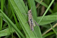 Chorthippus albomarginatus