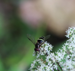 Dasysyrphus tricinctus
