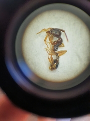 Aphaenogaster subterranea