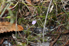 Utricularia lateriflora