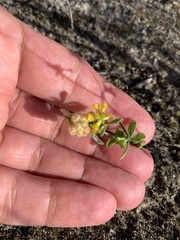 Trifolium aureum