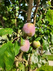 Prunus domestica
