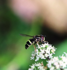 Dasysyrphus tricinctus