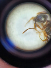 Aphaenogaster subterranea