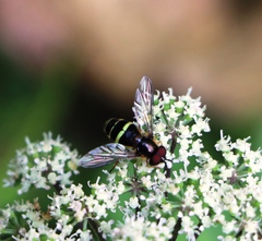 Dasysyrphus tricinctus