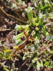 Delta unguiculatum
