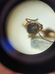 Aphaenogaster subterranea