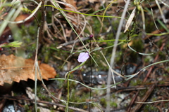 Utricularia lateriflora
