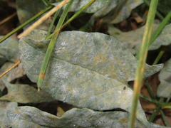 Erysiphaceae