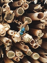 Chrysididae
