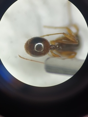 Aphaenogaster subterranea