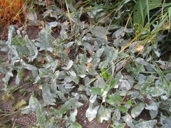 Erysiphaceae
