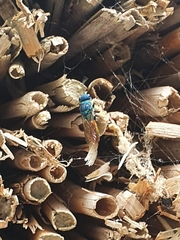 Chrysididae