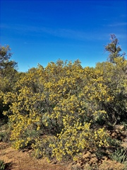 Senna artemisioides coriacea