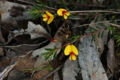 Pultenaea pedunculata