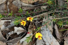 Pultenaea pedunculata