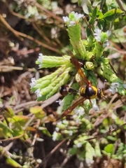 Delta unguiculatum