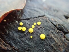 Leotiomycetes