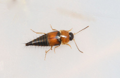 Tachyporus chrysomelinus