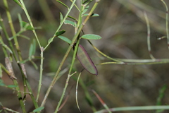 Bossiaea heterophylla