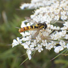 Sphaerophoria philanthus