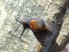 Helicarion cuvieri