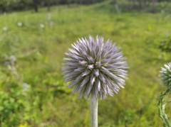 Echinops sphaerocephalus