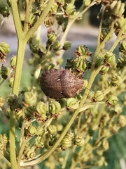 Eurygaster testudinaria