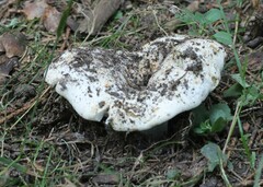 Russula delica
