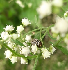 Zygogramma bicolorata