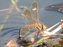 Aeshna grandis