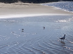 Charadriiformes