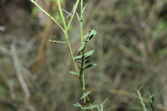 Bossiaea heterophylla