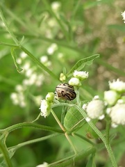 Zygogramma bicolorata