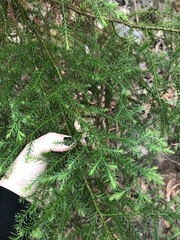 Callitris macleayana