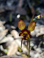 Diuris orientis