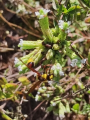 Delta unguiculatum