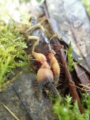 Engaeus hemicirratulus