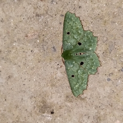 Chlorodontopera discospilata