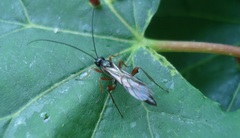 Odontocolon dentipes