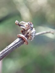 Salticidae
