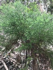 Callitris macleayana