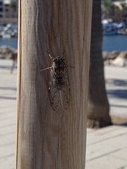 Cicada