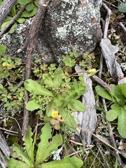 Oxalis exilis
