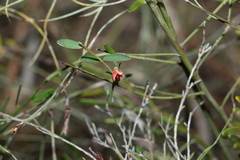 Bossiaea heterophylla
