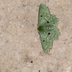 Chlorodontopera discospilata