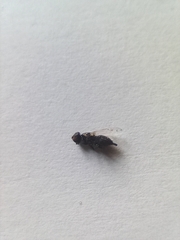 Physiphora alceae